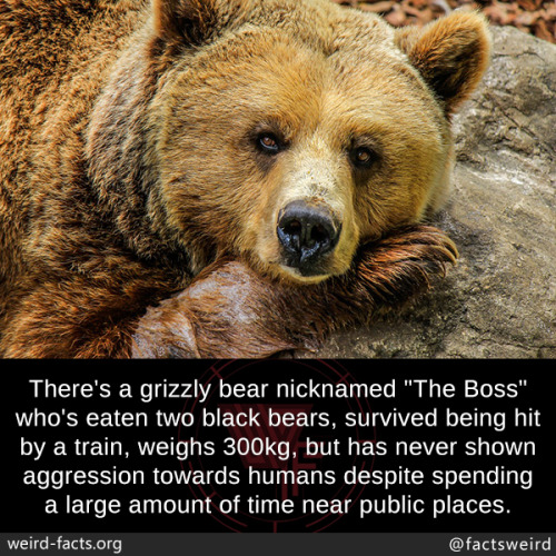 heardbook:zucca101:mindblowingfactz:There’s a grizzly bear nicknamed “The Boss” who’s eaten two blac