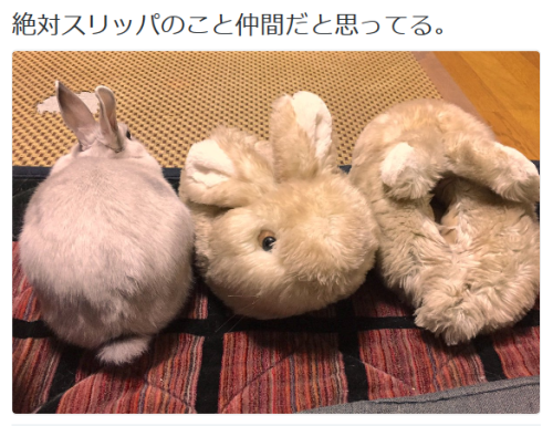 highlandvalley:  井口病院♡ぽぽマフさんのツイート: “絶対スリッパのこと仲間だと思ってる。 https://t.co/O4WTy4dAdc” 