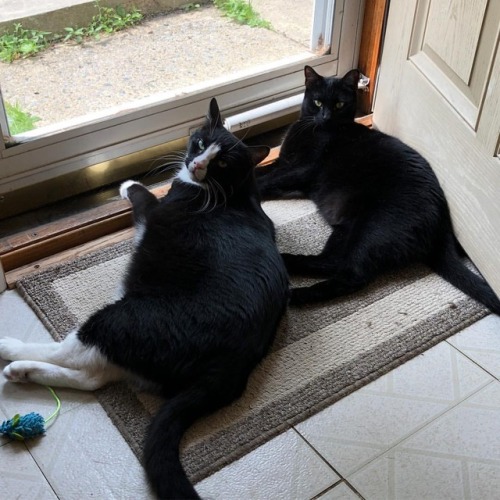 How da boyz are spending this hot Sunday ☀️❤️ #lovethem #catsofinstagram #cat #tuxedocat #blackcat #