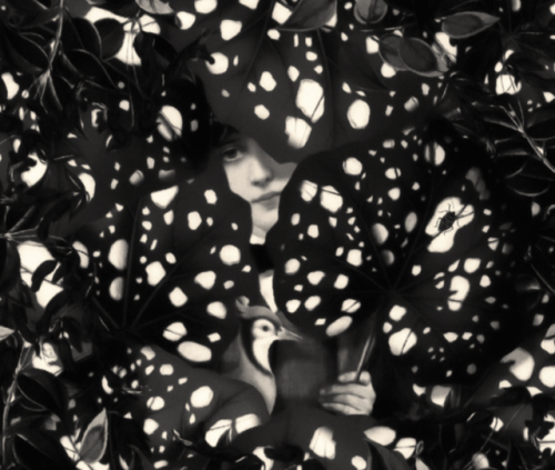 nevver:Fauna and Flora, Patrick Gonzales (because)