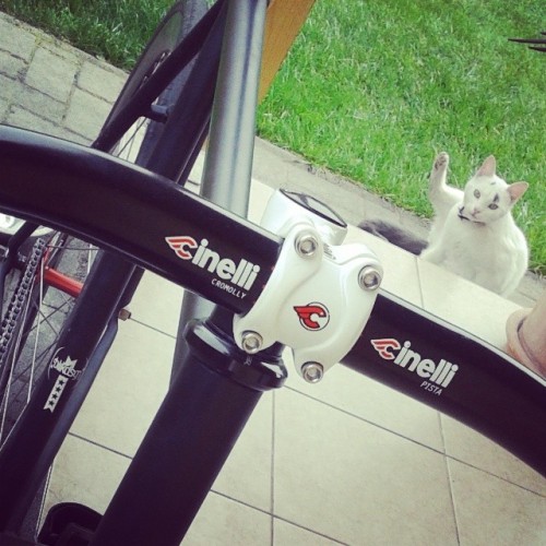cinellibikes:  Nézd a lábam! #fixie #fixedgear #trackbike #brakeless #cat #cinelli #pista