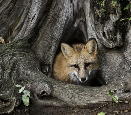 venus-luna:phototoartguy:“Fox_looking_out_from_treetrunck” at ViewBug.Photo by Carlotta☽☯☾