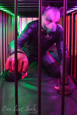 Gpup Alpha in his leather pup gear relaxing in his cage. Love