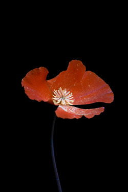 conspectusargosy: California poppy photographed with UVIVF.It was a bit of a trick to get it to open up at night!