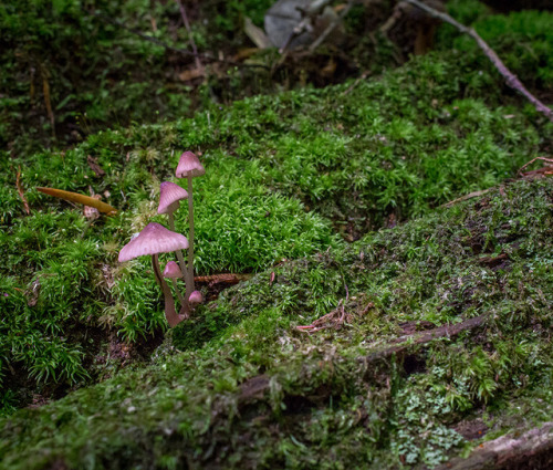 microcosmicobservations: Mycena haematopus - 7/17 at Umstead State Park, North Carolina YouTube | Sh