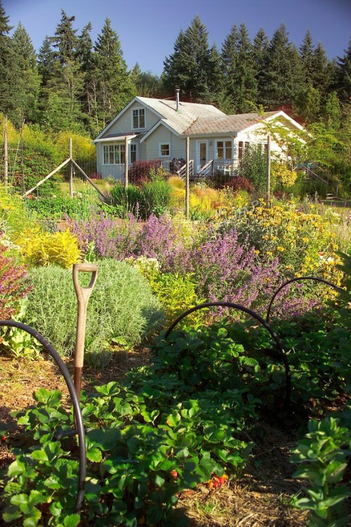 gardengallery: sterlingfink: Standing inside an organic kitchen garden (a modern day Victory Garden)