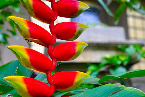 red flower