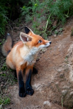 earthandanimals:  Red Fox by Alexei Drangovsky