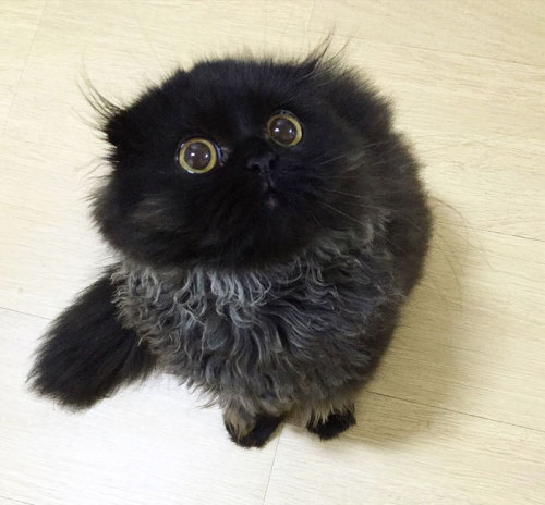 alphatexan:  a-court-of-chronicles:  catpella:  brainfartsbyme:  This cat would get everything from me  yeah this cat has such a big eyed woe-is-me that it could have everything it ever asked for  @cocotingo  Omg 