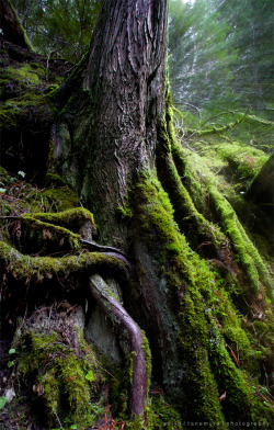 neptunesbounty:  The Roots of Fangorn by =jaelise 