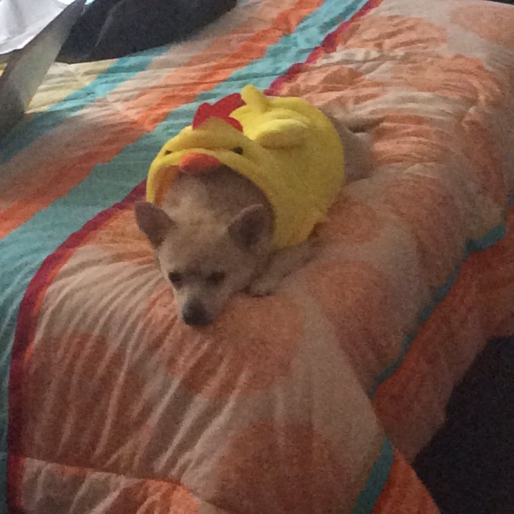otherwindow:  Got a chicken outfit but it looks like it’s eating her 🐤