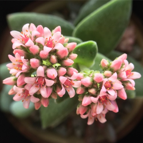 succulentinterrupted: Pink flowering Crassula cv ‘Springtime’ and friends in s