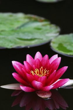 my-nameisyuri:Water lily. Japan.  Photography  by Teruhide Tomori on Flickr.