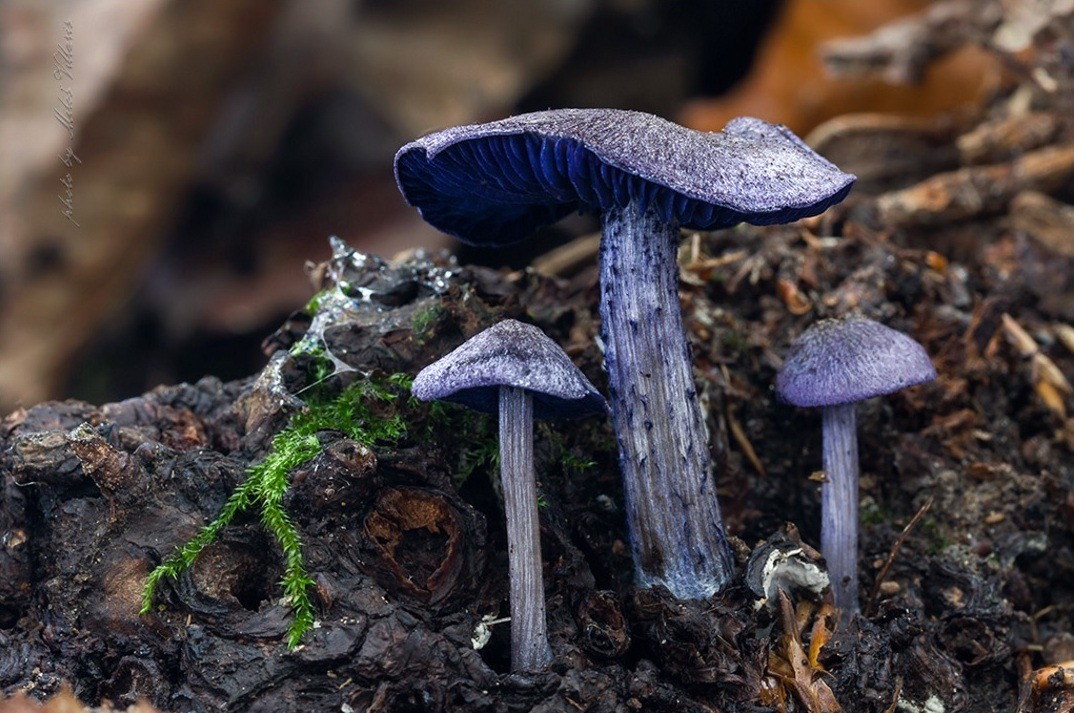 sweetd3lights:  By Milos Villaris   