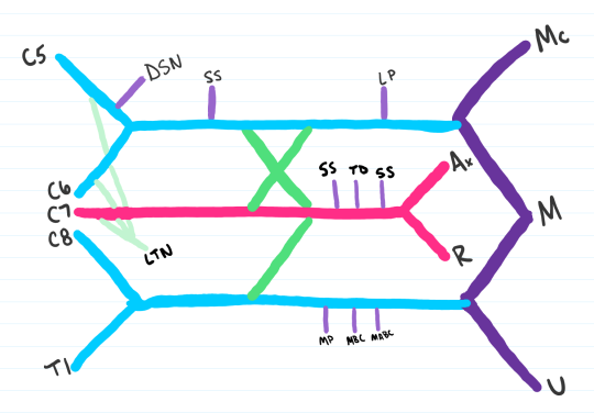 Medschoolmanic Presents: Brachial Plexus Made Easy!