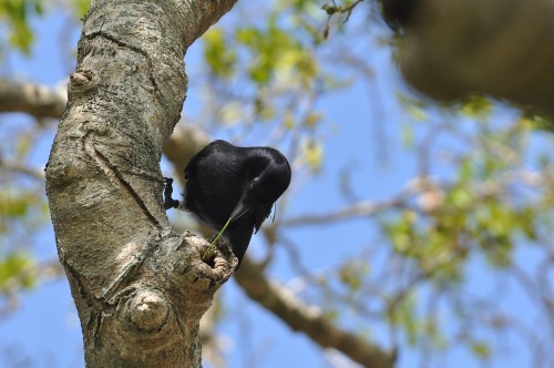 How crows connectThe New Caledonian crow is well-known for its ability to make and use tools to poke