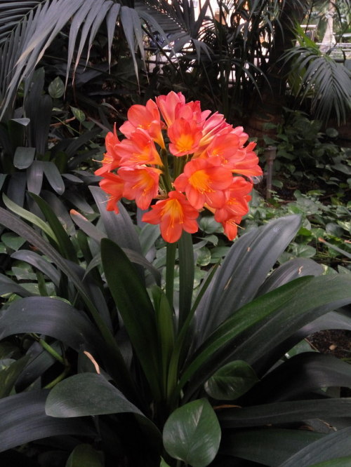 Pretty flowers spotted at Atocha&rsquo;s train station&rsquo;s green house, Madrid