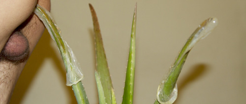 nikosstamatopoulos:    Cocktus  