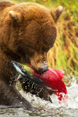 gravitationalbeauty:  Bear Necessities by Stephen Oachs