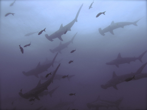 Scalloped Hammerheads by T2inSF on Flickr.