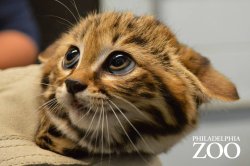 cute-overload:  The Philadelphia Zoo released pictures of their Black-Footed Cat kittens getting a checkup, and sweet lord are these things cute…http://cute-overload.tumblr.com 