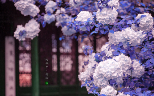 fuckyeahchinesegarden:Hydrangea in suzhou garden by 白墙下的花园