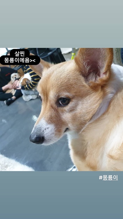 210218 dogcafe_puppydung