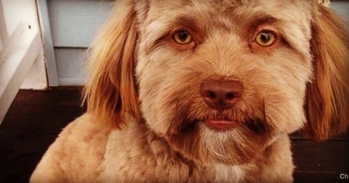 XXX Human face dog #mood 😂  (at Hacienda Pèrez-Garcia) photo