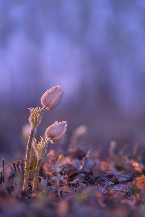 By Tatiana Sokolova
