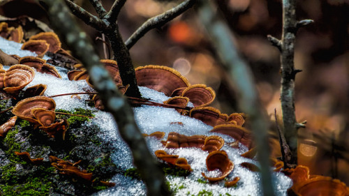 90377: Bracket Fungi On Dead Tree Unwalkable Territory by Kat~Morgan on Flickr.