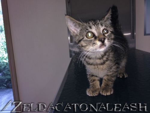 zeldacatonaleash: Well, I had to take Zelda to the vet for her annual checkup and the vet said she h