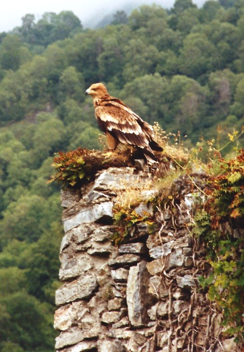 Une série sur les aigles, buses et autres grands rapaces diurnes&hellip; Ici, ils sont en