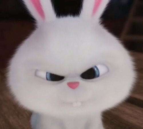 Just Bunny Things