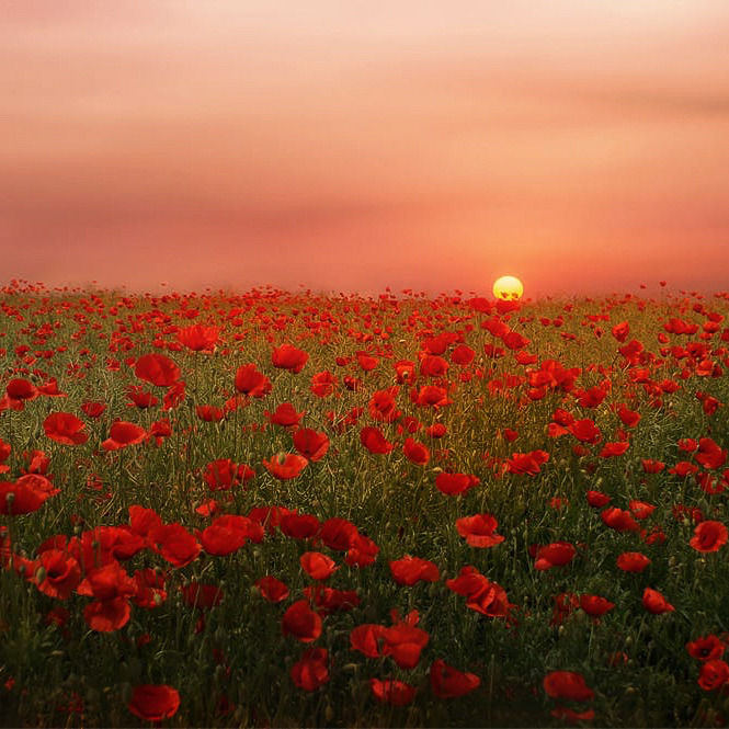 coiour-my-world: Poppies at Sunset ~ Albena Markova