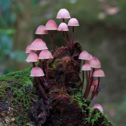 voiceofnature:  Pink mushrooms by Steve Axford