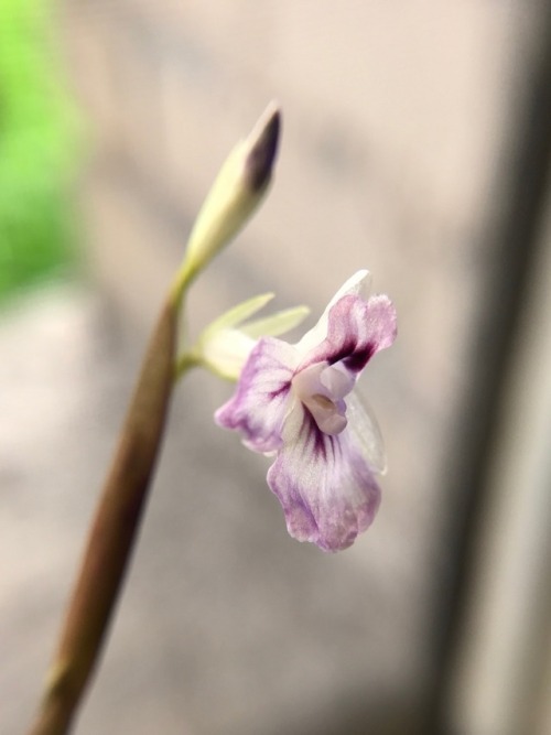 4.18.18 - Pics as promised!! She flowered overnight!