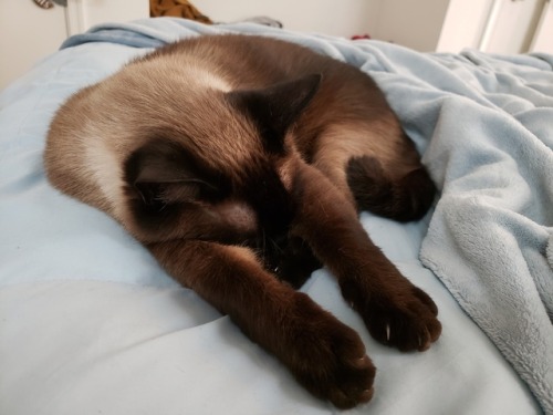 I Almost Forgot It Is My Cat's Birthday! He Is 3 Years Old And Is Just A Ray Of Sunshine And Cuddles.