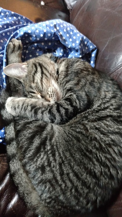 roboticchibitan:I love how my cats sleep. There’s Castiel, curled up into a cute little ball, 