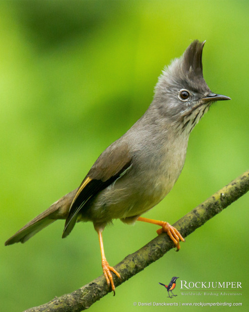 Photo of the Day – The Stripe-throated Yuhina (Yuhina gularis) is a member of the white-eye family Z