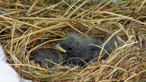 ainawgsd:The White-winged Diuca-Finch is a peculiar passerine of the high Andes in Peru, Bolivia, Ar