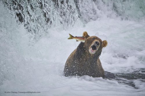 forthegothicheroine:  My favorite of this year’s finalists for the Comedy Wildlife Photography Awards. Salmon slams YOU!