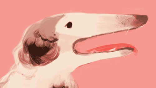 XXX everydaylouie: borzoi photo