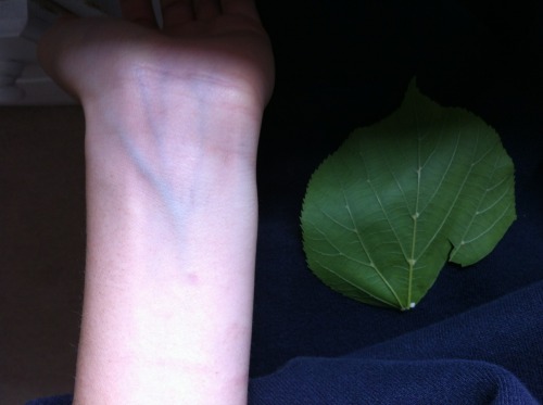 101-girl:I went for a run and collected a leaf now I’m meant to be studying leaf veins and xylems bu