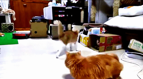 Corporation Cats