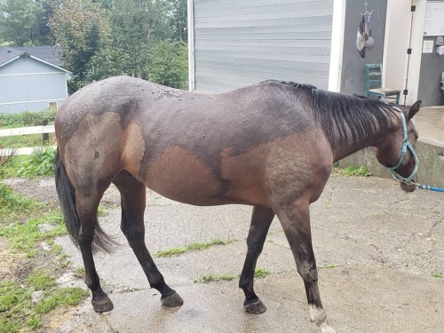 Man looking at some of these pix suuuuuucks and I remember wondering if I was failing this horse. Co