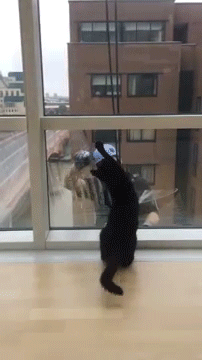 sizvideos:  This cat loves to play with a window washer (full video) 