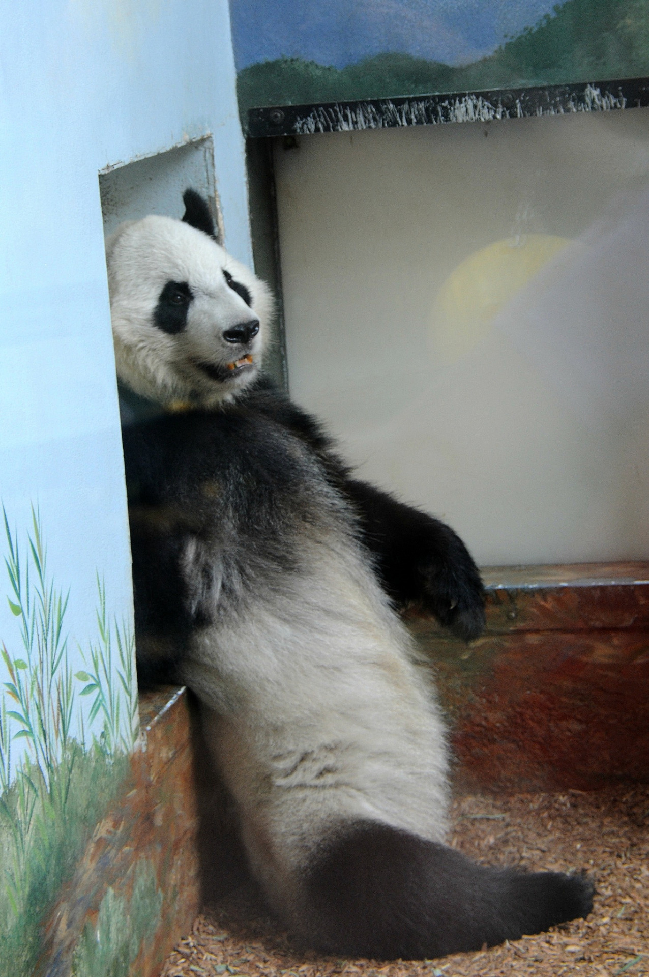 giantpandaphotos:  Xi Lan at Zoo Atlanta in Georgia on July 14, 2013. © TAIwiffic.