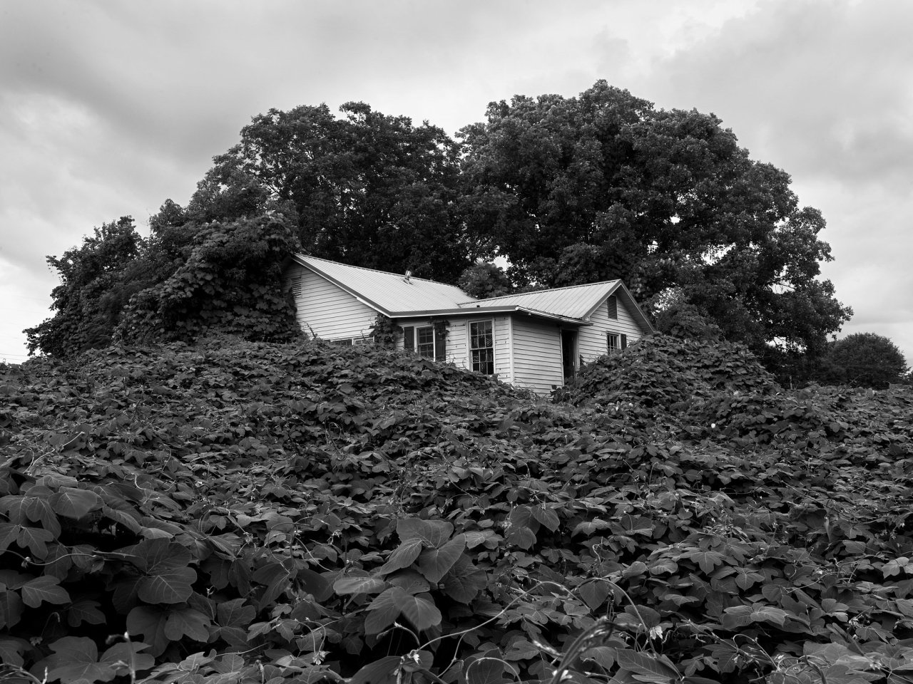 alyssadehayes:  Kudzu Creep: I made a Southern Gothic playlist for your Halloween
