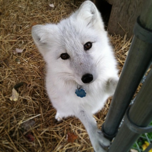 The Arctic Fox Toto