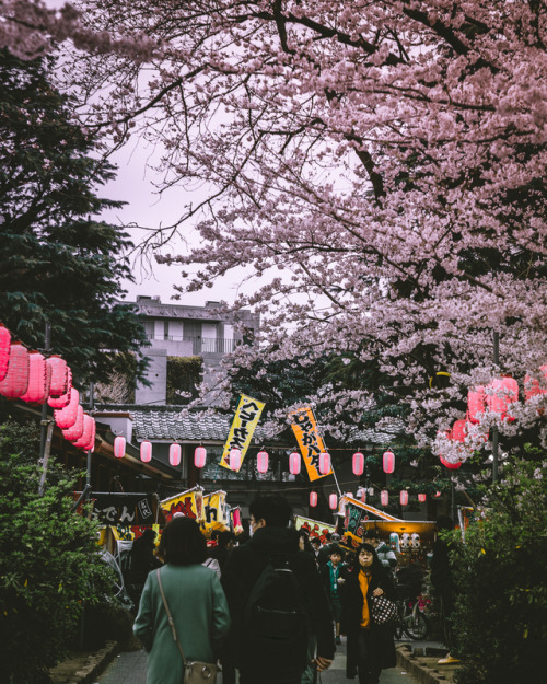 takahashiyoshikazu:Sakura tunnel More than 300 cherry trees are lined along the Nakano Street 2 km f